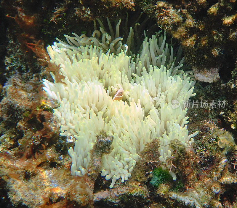 白色的海葵，里面有粉红色的臭鼬小丑鱼(Amphiprion periiderion)